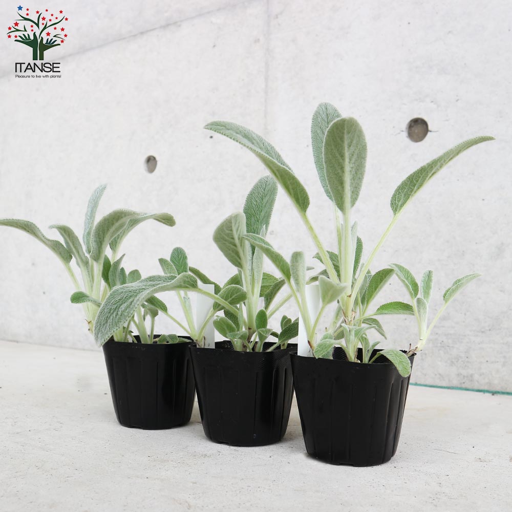 ラムズイヤー 【ハーブの苗 9cmポット 耐寒性多年草／お買い得3個