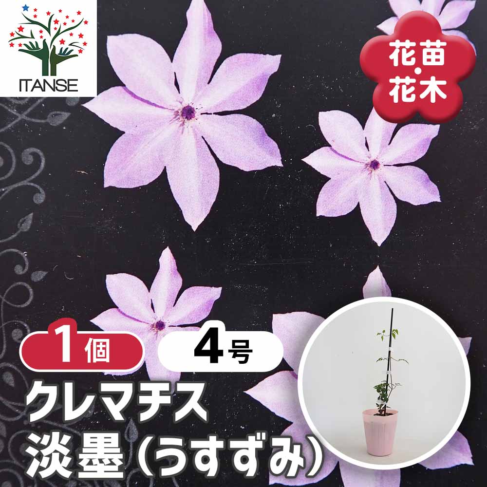 クレマチス　淡墨（うすずみ）挿し木苗 クレマチス 淡墨(うすずみ) 【花苗 4号／1個売り】｜ 【植物の