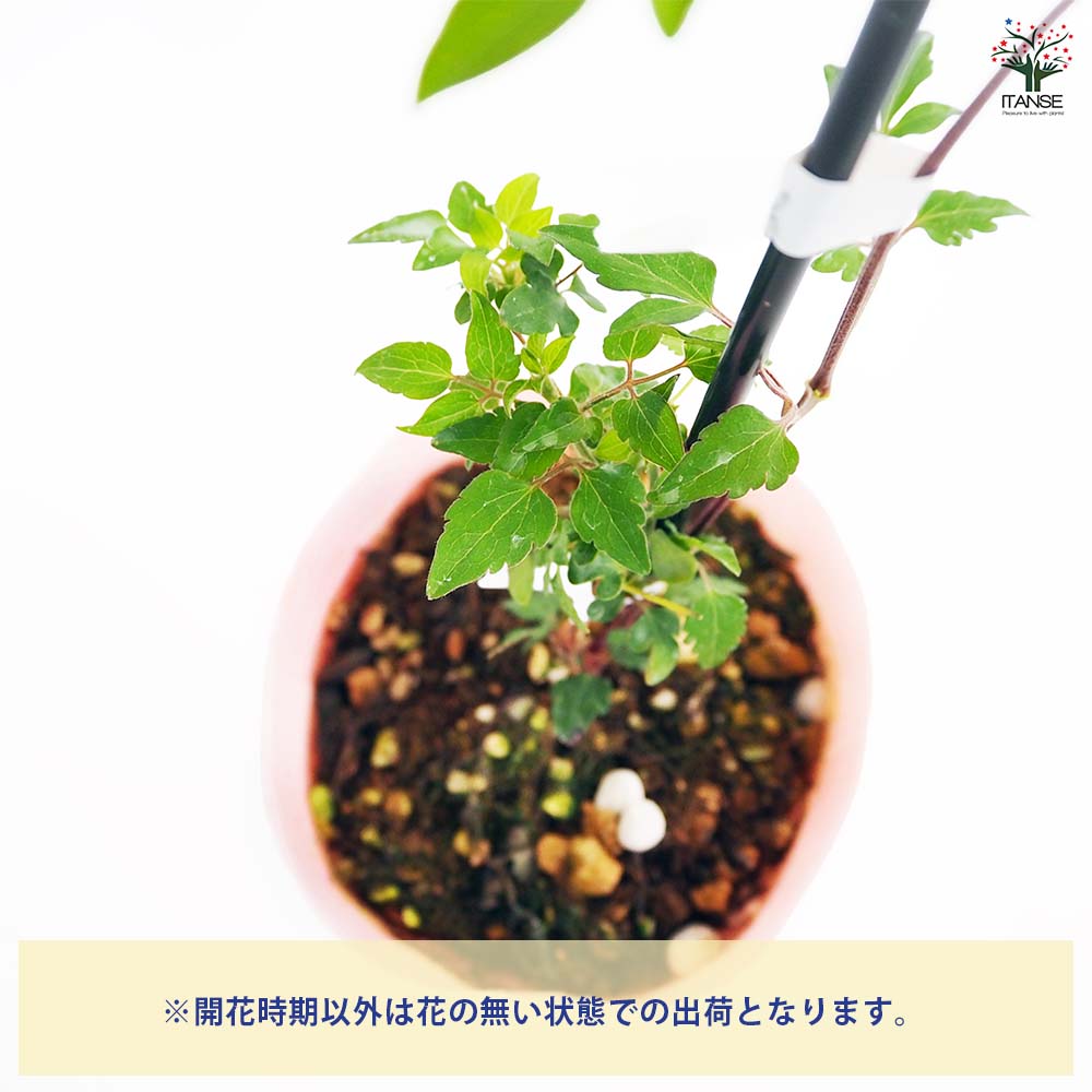 クレマチス 淡墨(うすずみ) 【花苗 4号／1個売り】｜ 【植物の