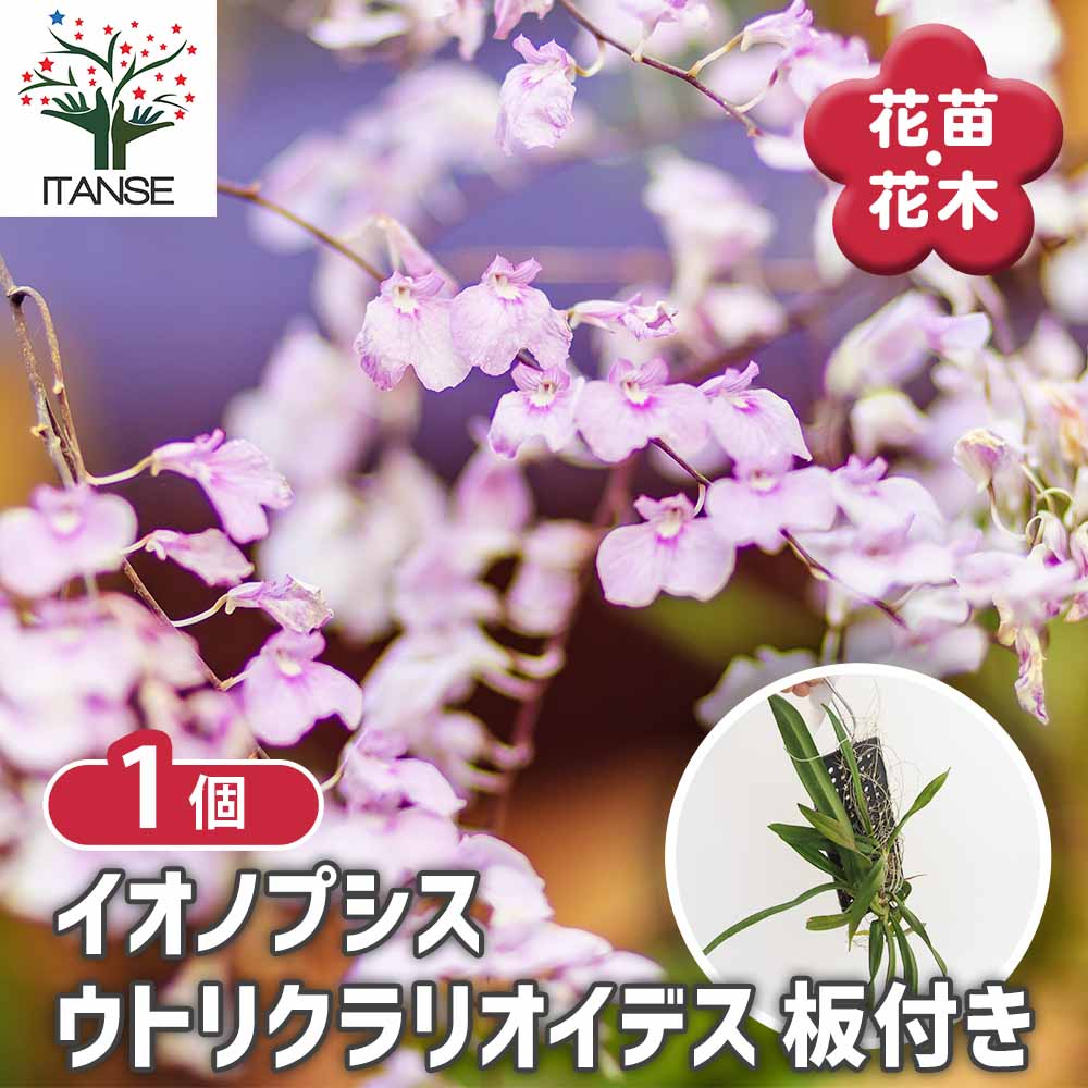 洋ラン イオノプシス ウトリクラリオイデス板付き 【花苗 ／1個売り