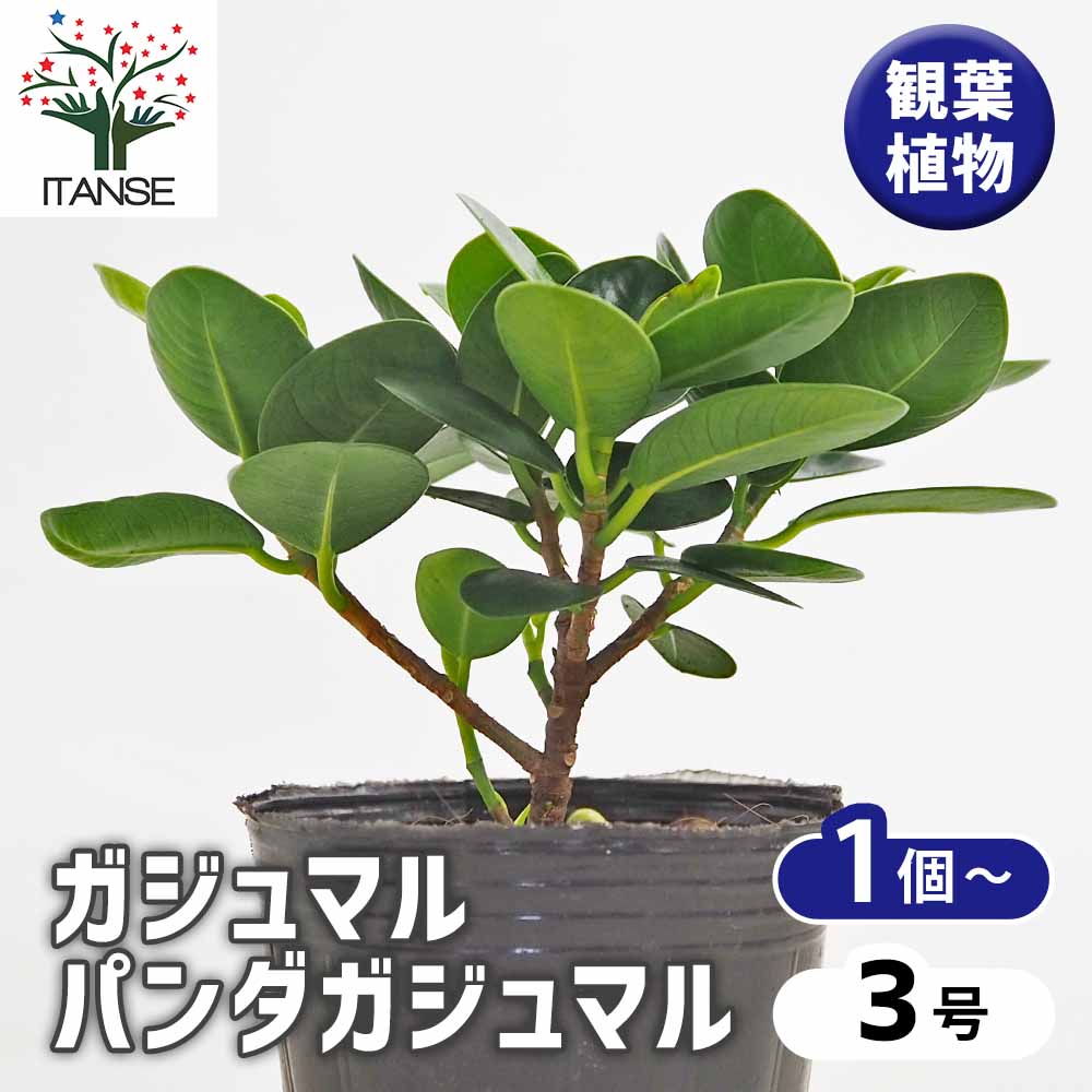 ガジュマル パンダガジュマル 【観葉植物 3号】｜ 【植物の