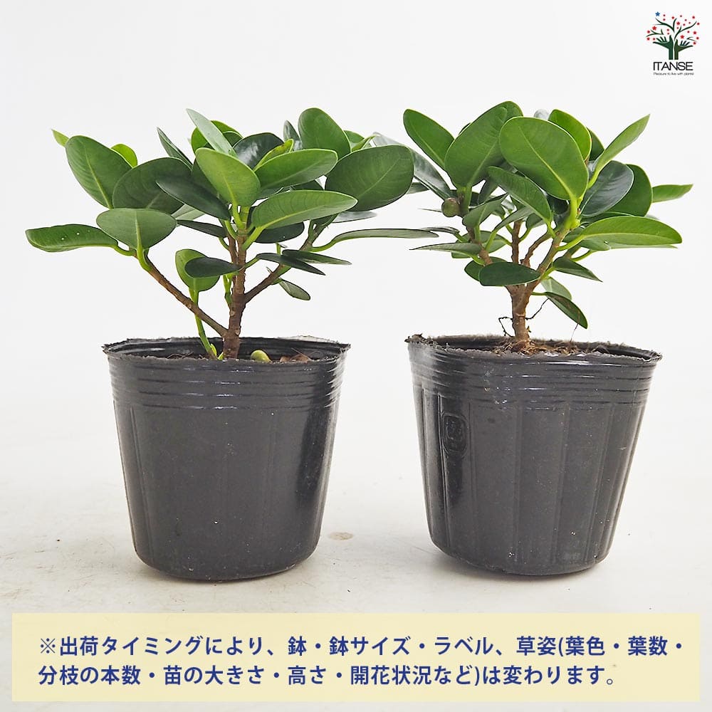 ガジュマル パンダガジュマル 【観葉植物 3号】｜ 【植物の