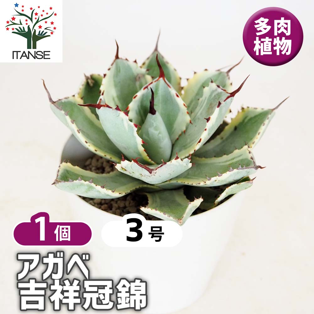 アガベ 吉祥冠錦 【多肉植物 3号／1個売り】｜ 【植物のITANSE