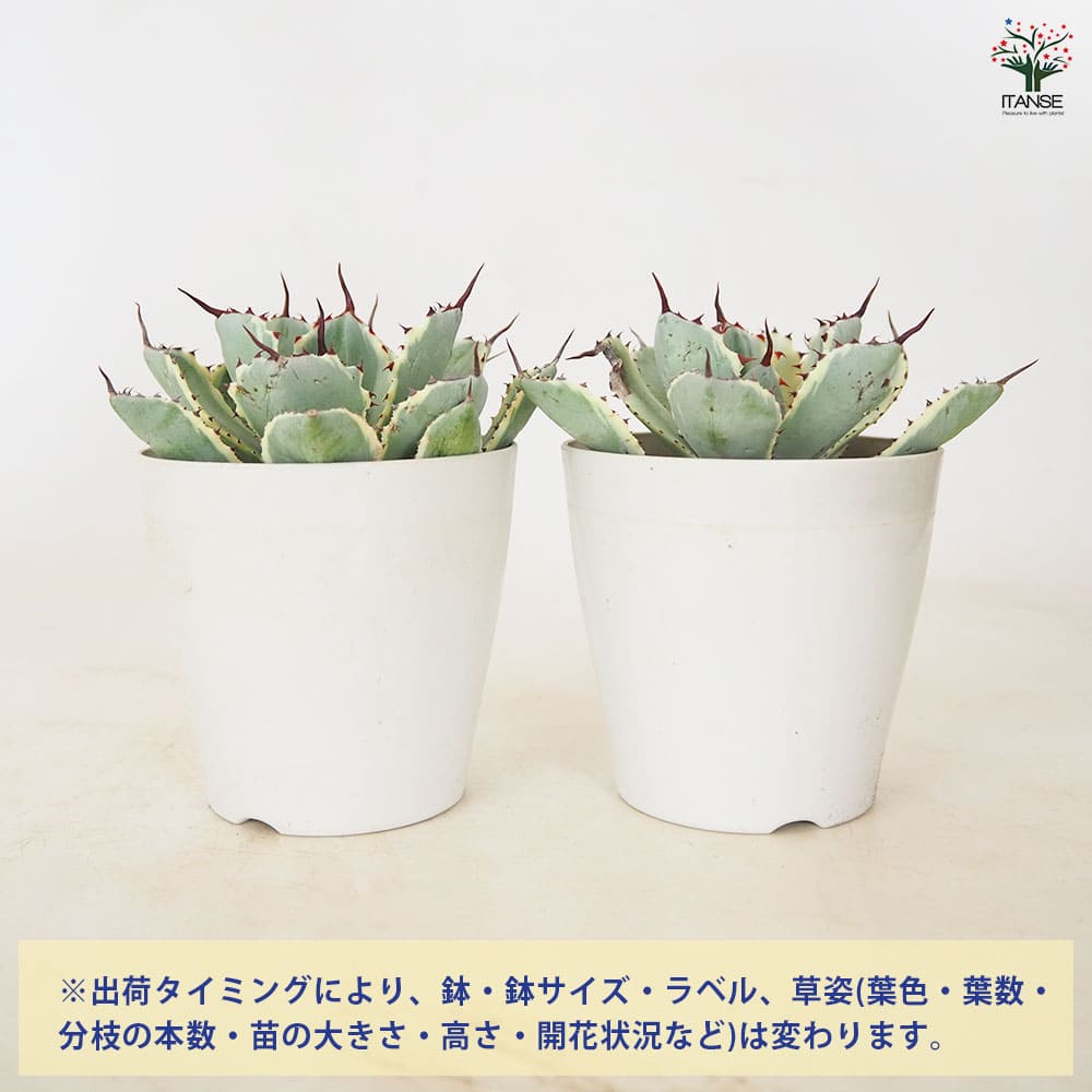 アガベ 吉祥冠錦 【多肉植物 3号／1個売り】｜ 【植物のITANSE