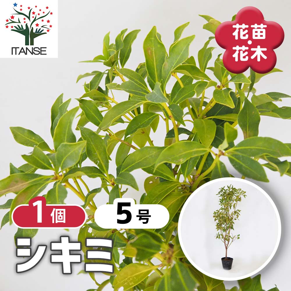 シキミ 苗木 高さ約100cm 枝葉に独特の香りを持つ花蕾付き8/23 シキミ 【 庭木 5号 ／1個売り 】｜ 【植物のITANSE】全品送料