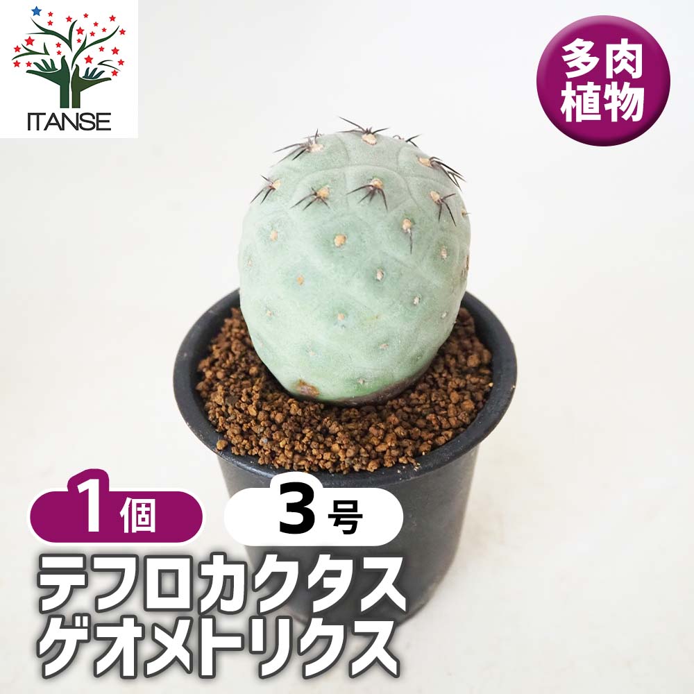 テフロカクタス ゲオメトリクス 【 多肉植物 3号 ／1個売り