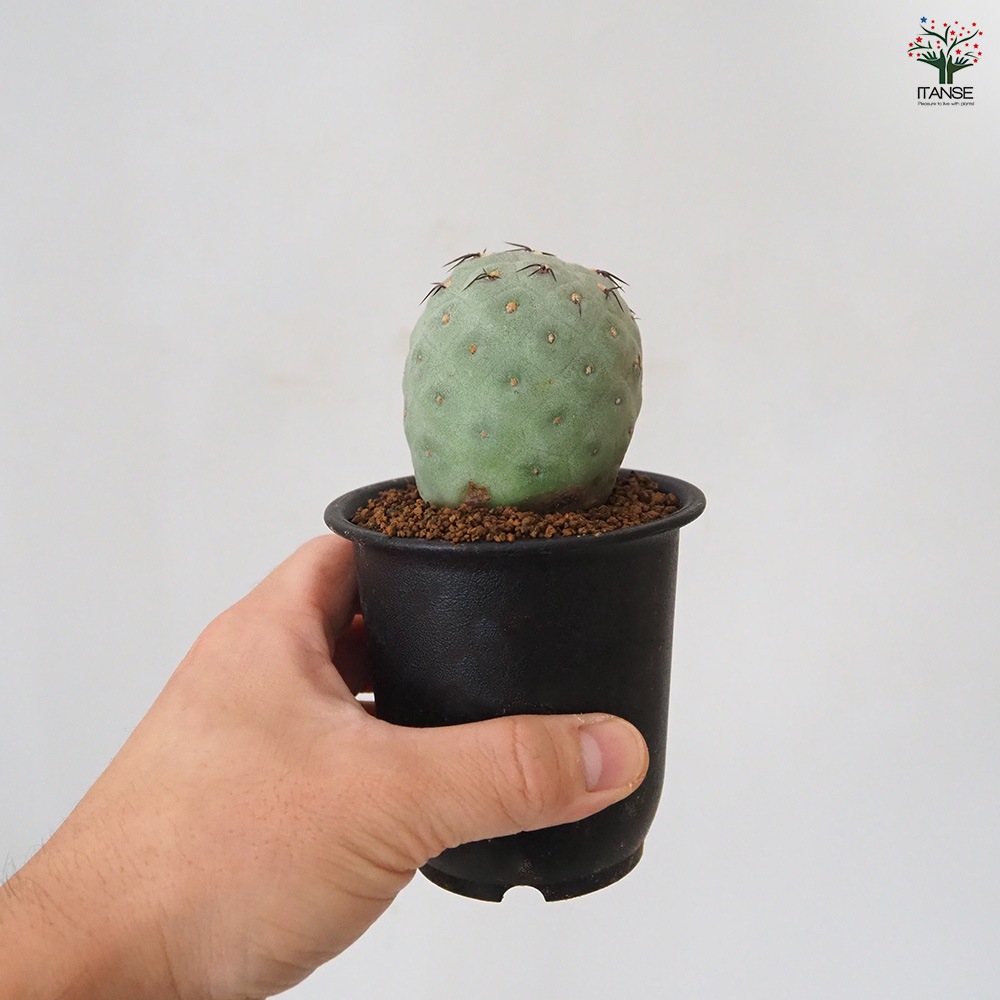 テフロカクタス ゲオメトリクス 【 多肉植物 3号 ／1個売り