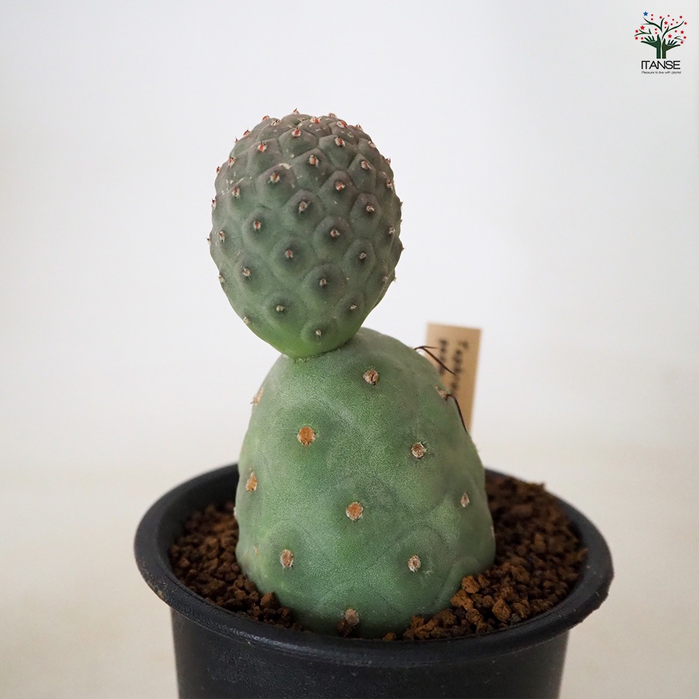 テフロカクタス ゲオメトリクス 【 多肉植物 3号 ／1個売り