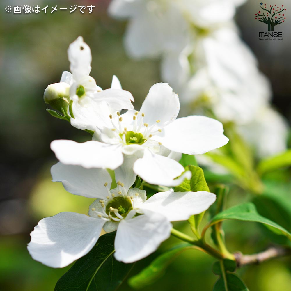 利休梅(リキュウバイ) 根巻大苗【庭木／1個売り】｜ 【植物の