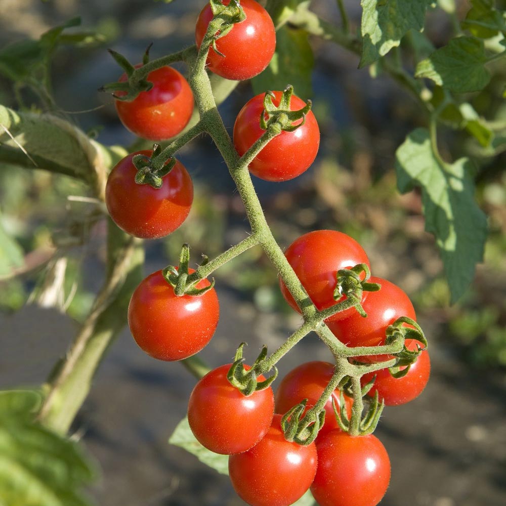 マイクロトマトの苗(赤実)品種:マイクロビーズ2個～【9cmポット自根苗