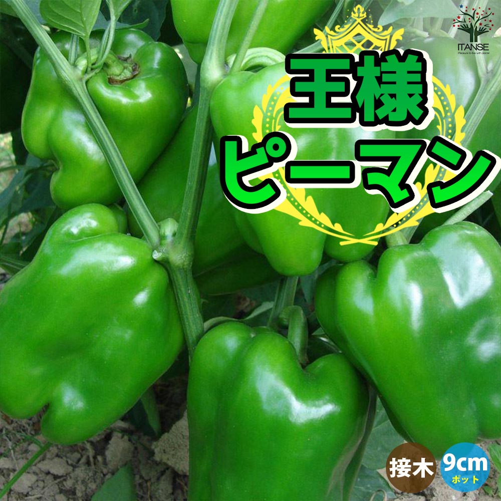ピーマンの苗 王様ピーマン 接木苗2個～【野菜の苗 9cmポット】
