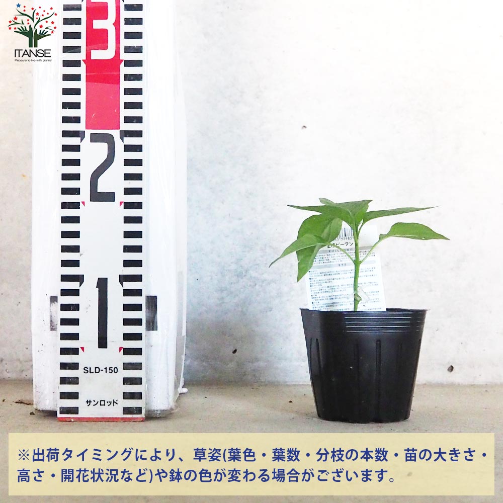 ピーマンの苗 王様ピーマン 接木苗2個～【野菜の苗 9cmポット】