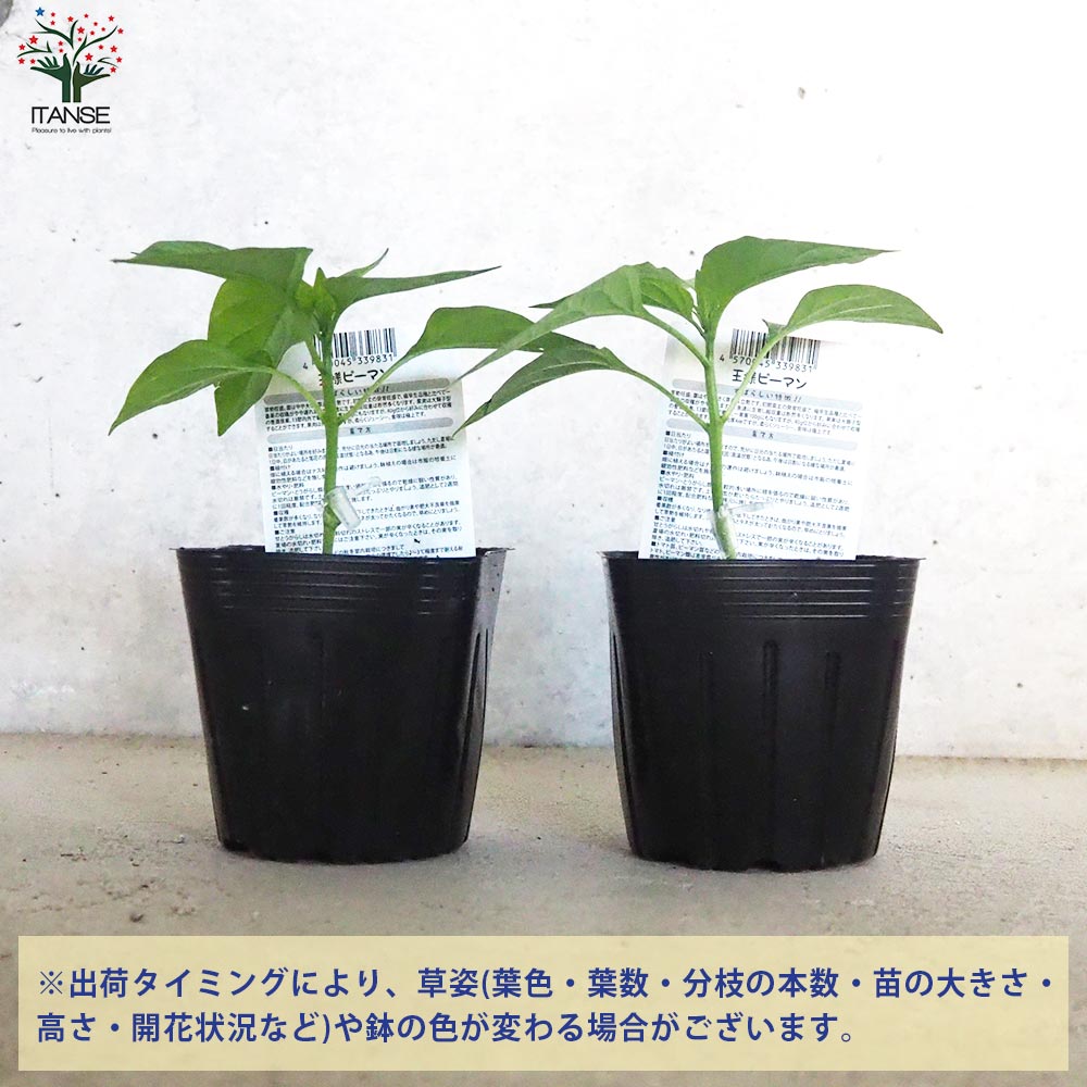 ピーマンの苗 王様ピーマン 接木苗2個～【野菜の苗 9cmポット】