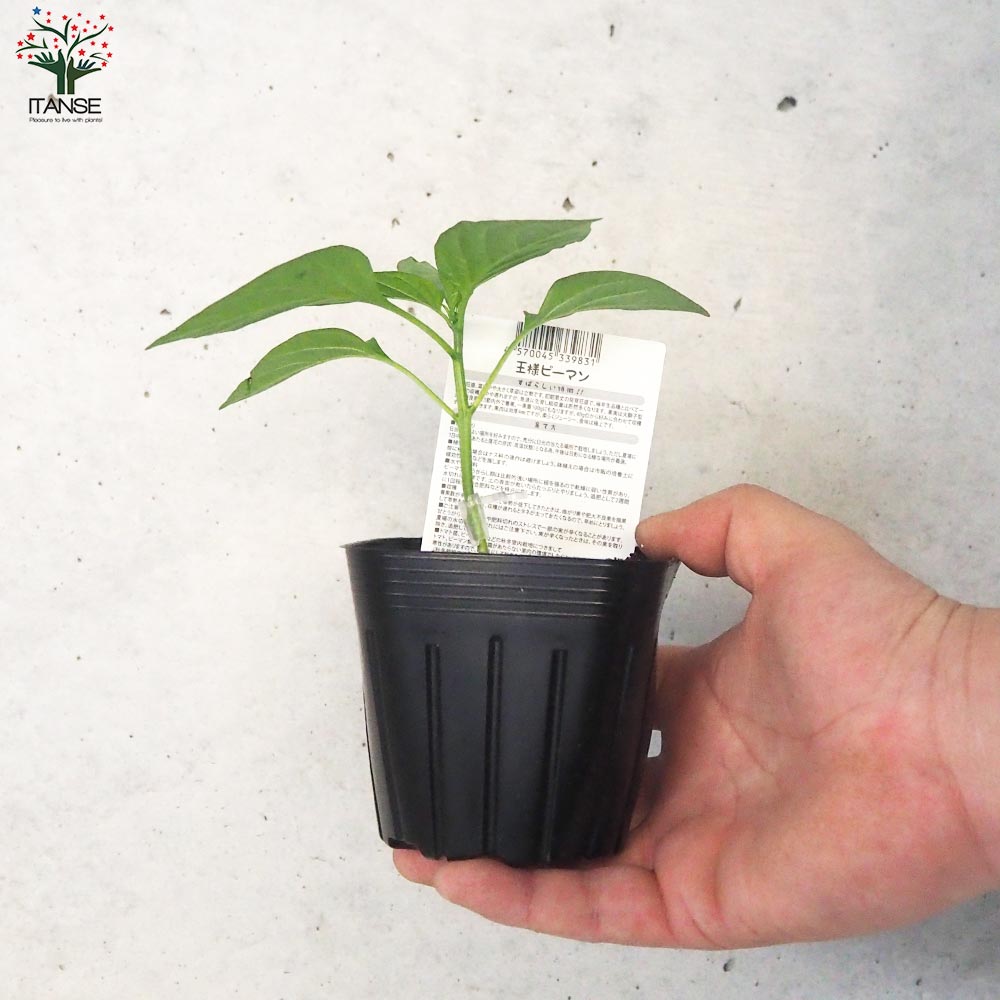 ピーマンの苗 王様ピーマン 接木苗2個～【野菜の苗 9cmポット】