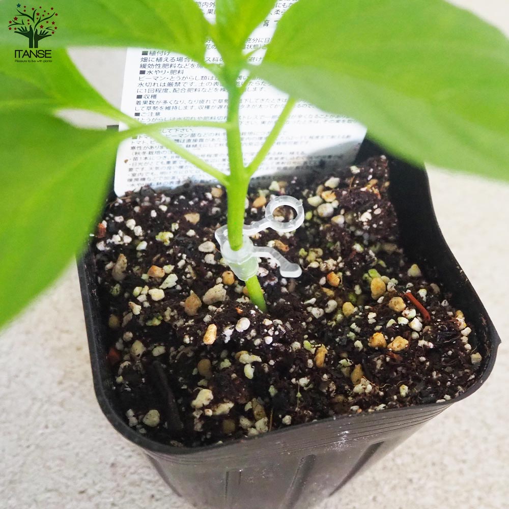 ピーマンの苗 王様ピーマン 接木苗2個～【野菜の苗 9cmポット】