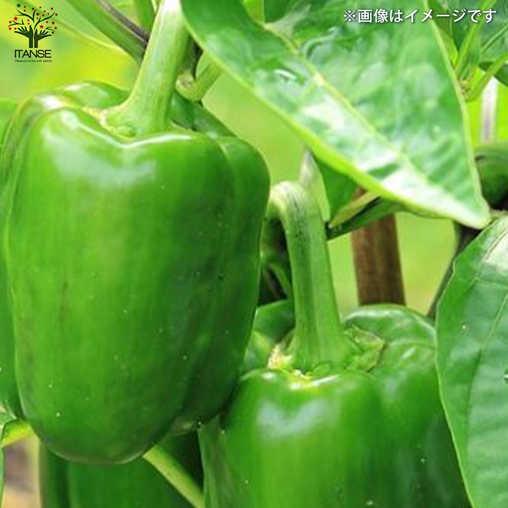 ピーマンの苗 王様ピーマン 接木苗2個～【野菜の苗 9cmポット】