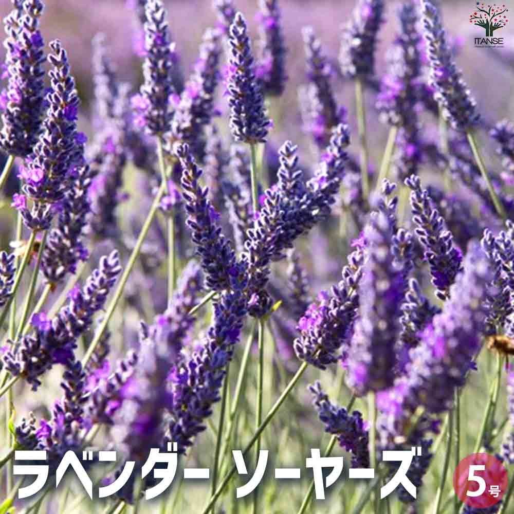 ラベンダー ソーヤーズ 【ハーブの苗 5号鉢】｜ 【植物のITANSE