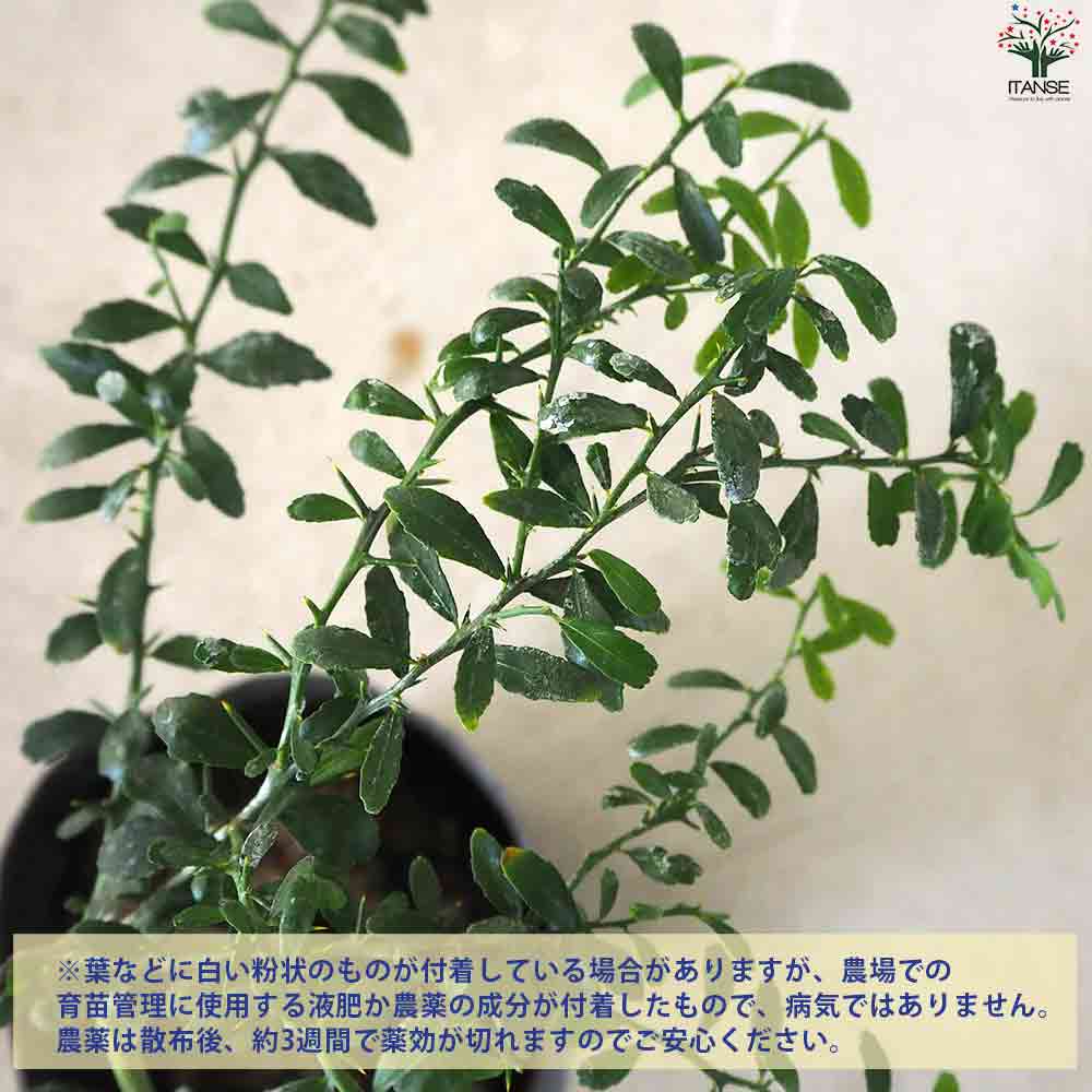 フィンガーライム ウォーコップ 【果樹の苗木 4.5号ポット／1個売り】