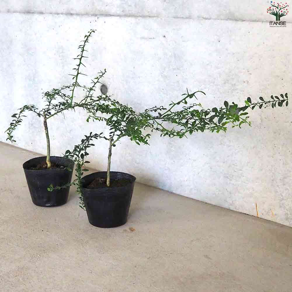 フィンガーライム ウォーコップ 【果樹の苗木 4.5号ポット／1個売り】