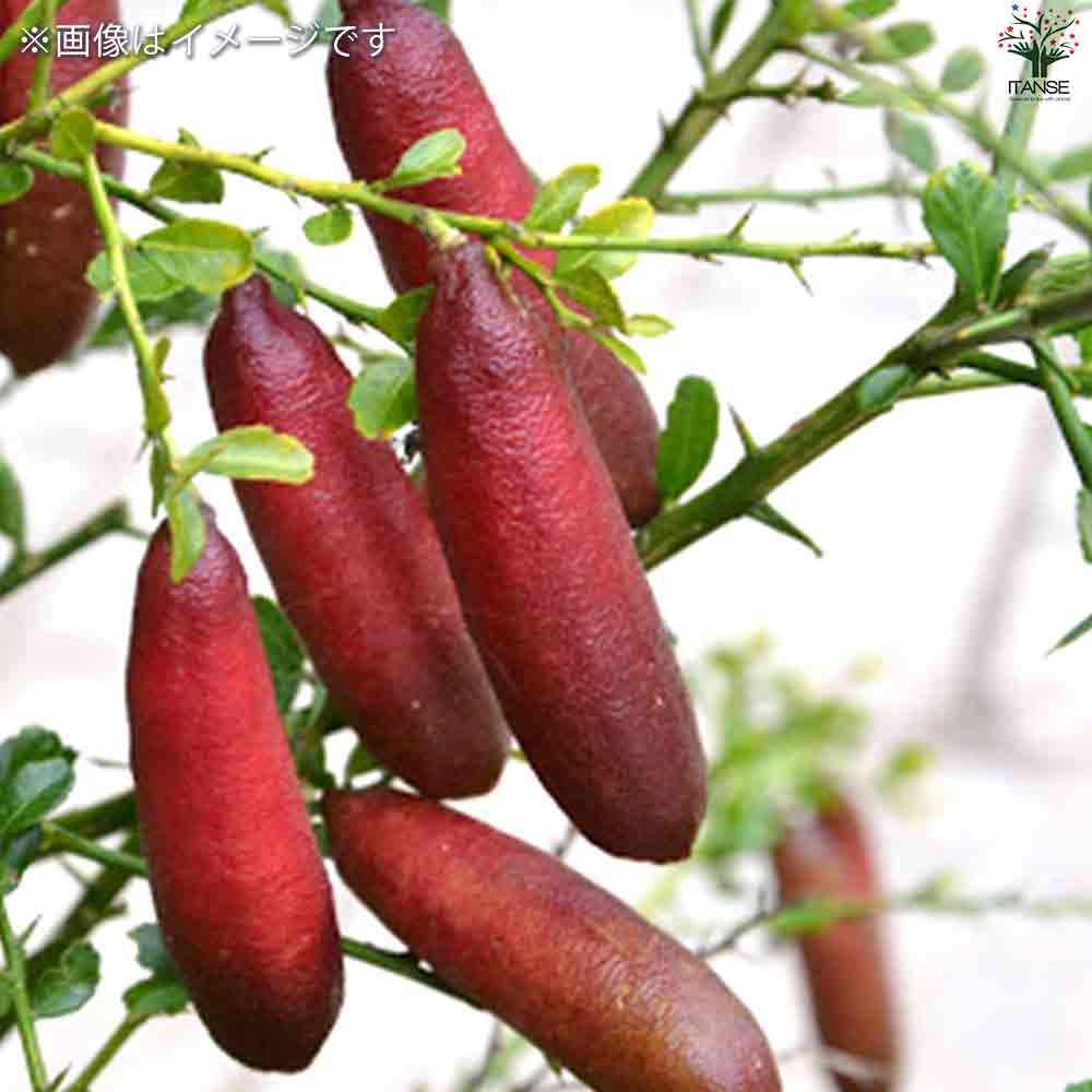 フィンガーライム ウォーコップ 【果樹の苗木 4.5号ポット／1個売り】