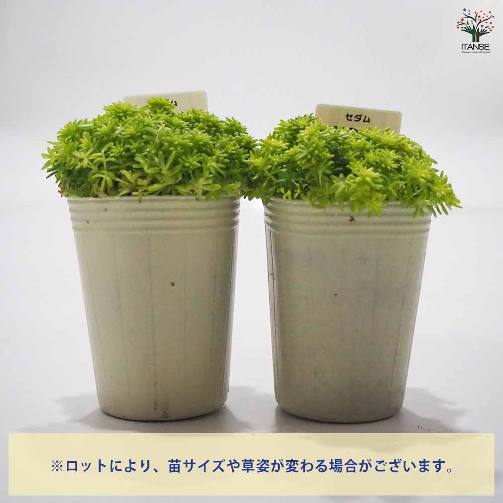 セダム・黄金細葉マンネングサ2個～【多肉植物 2.5～3号ポット苗