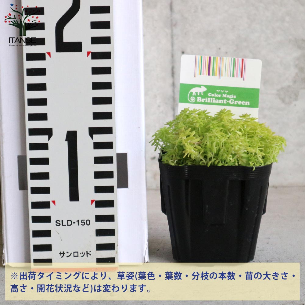 セダム・黄金細葉マンネングサ2個～【多肉植物 2.5～3号ポット苗 グランドカバー】