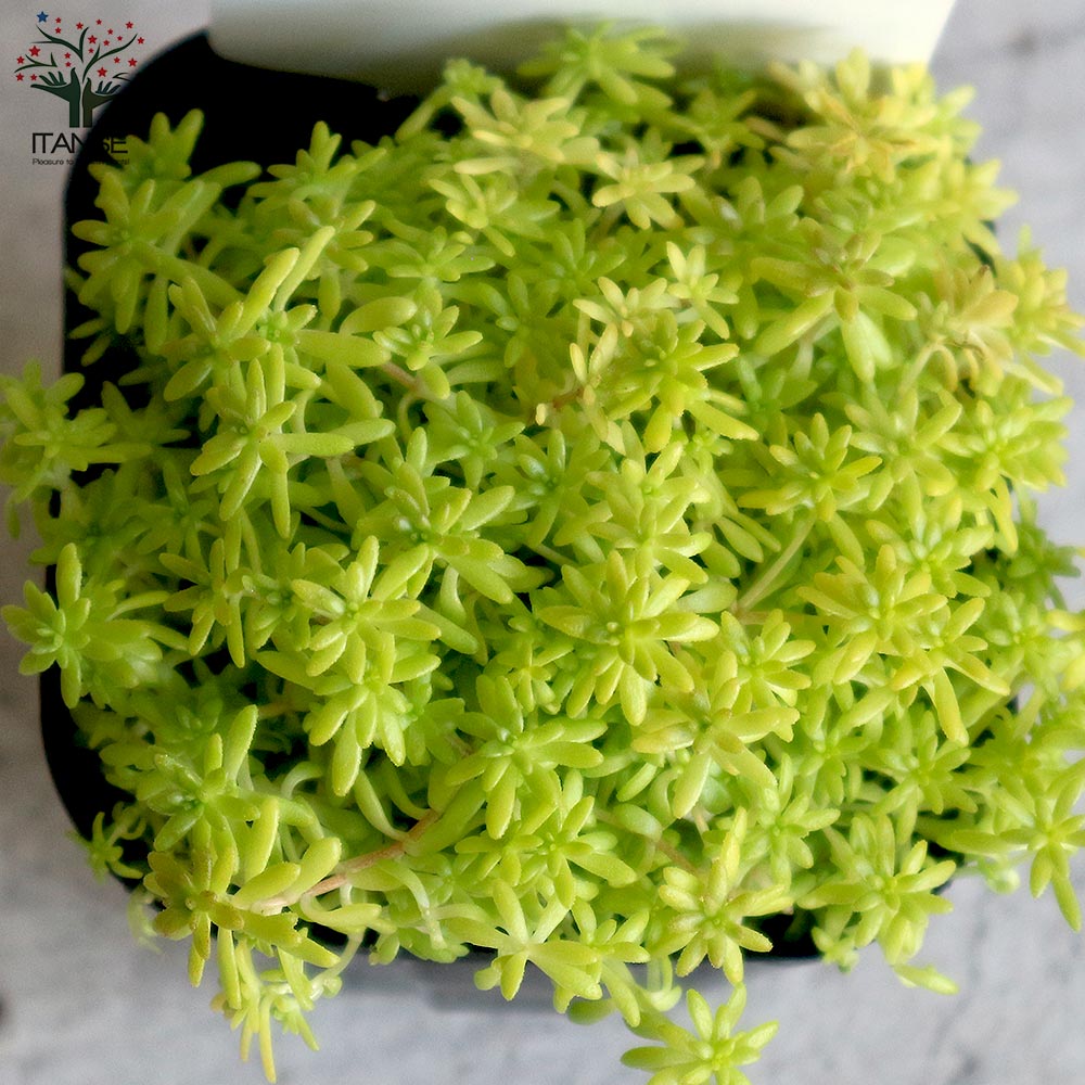 セダム・黄金細葉マンネングサ2個～【多肉植物 2.5～3号ポット苗 グランドカバー】
