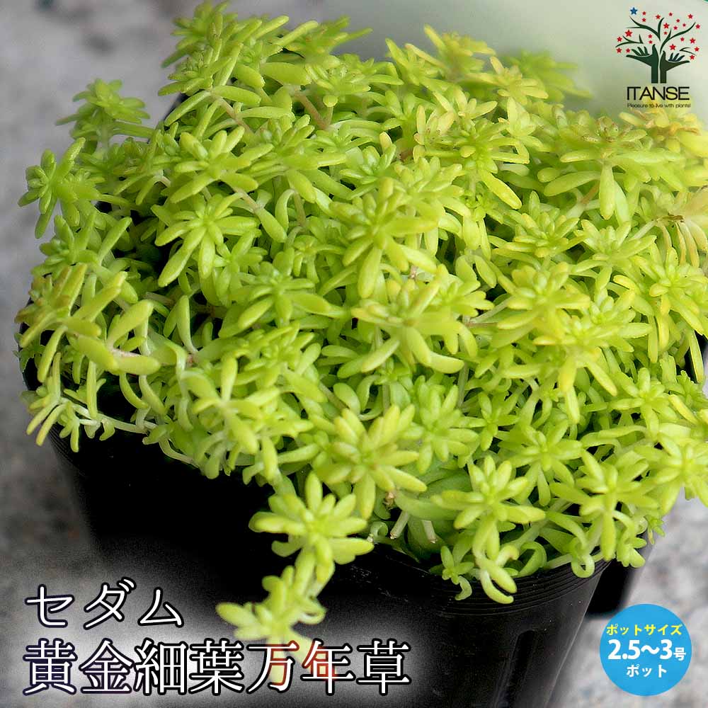 セダム・黄金細葉マンネングサ2個～【多肉植物 2.5～3号ポット苗 グランドカバー】