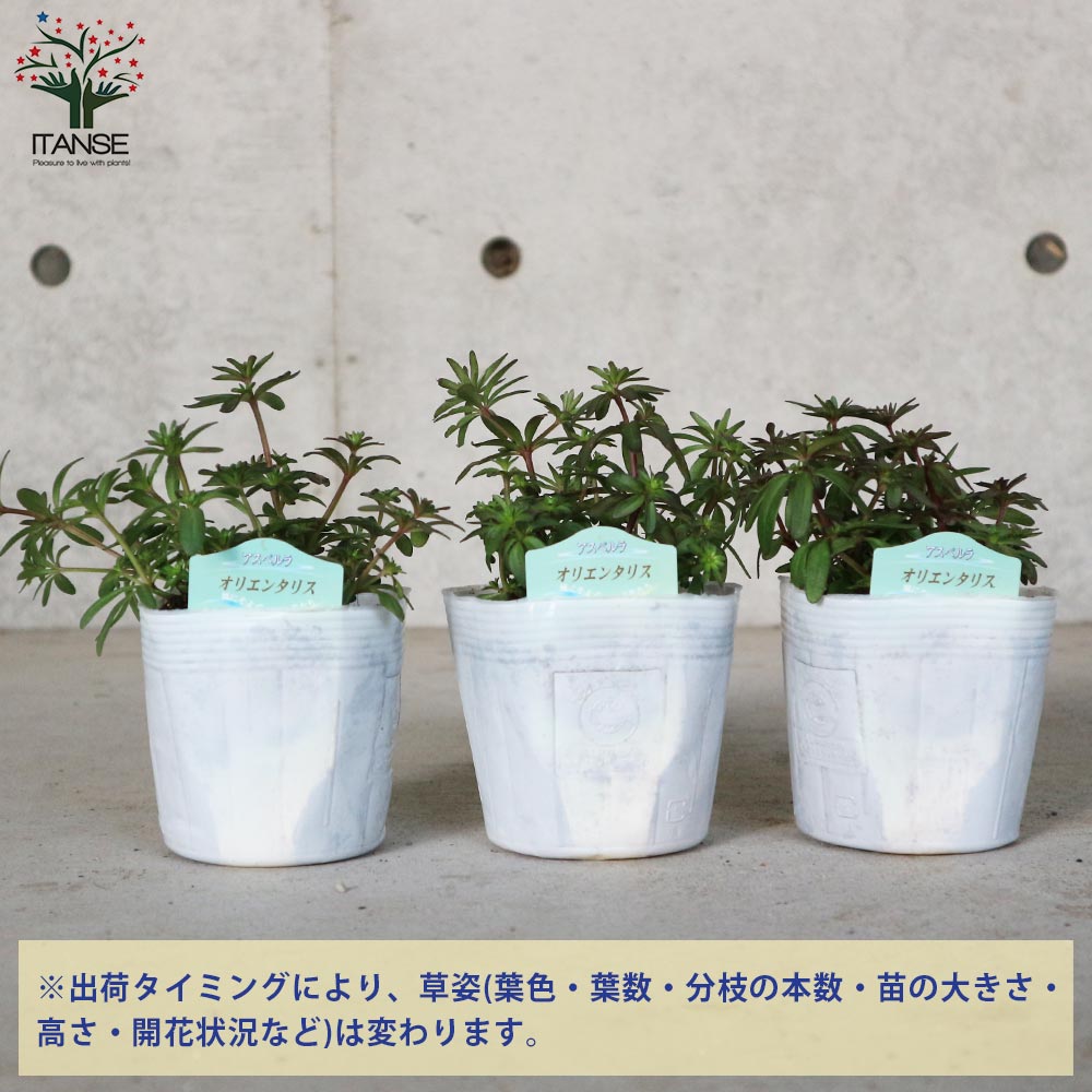 アスペルラ・オリエンタリス【花苗 3.5号ポット苗】｜ 【植物の
