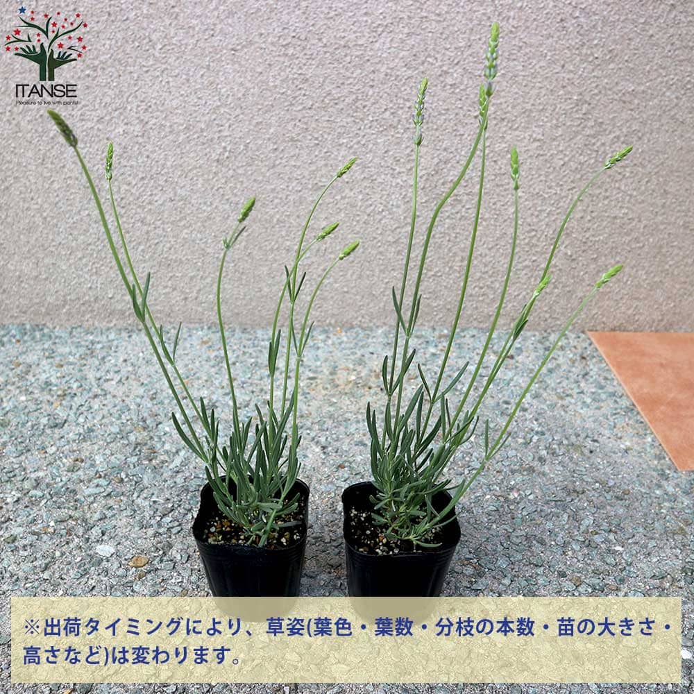 ラベンダーの苗 ラバンジン グロッソ2個～【ハーブの苗 9cm