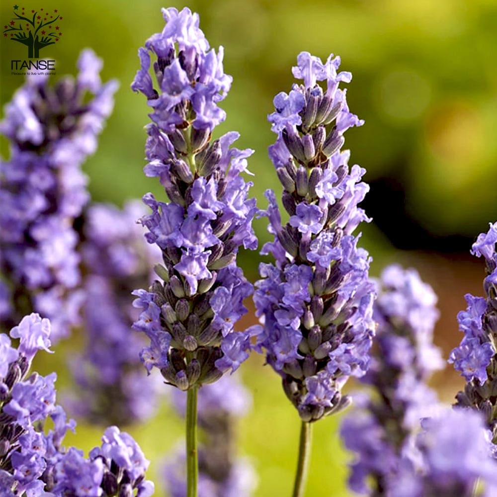 19.　ラベンダー・グロッソ　抜き苗２本セット ラベンダー・ラバンジン系20Potセット・ハーブ苗 常緑 紫花