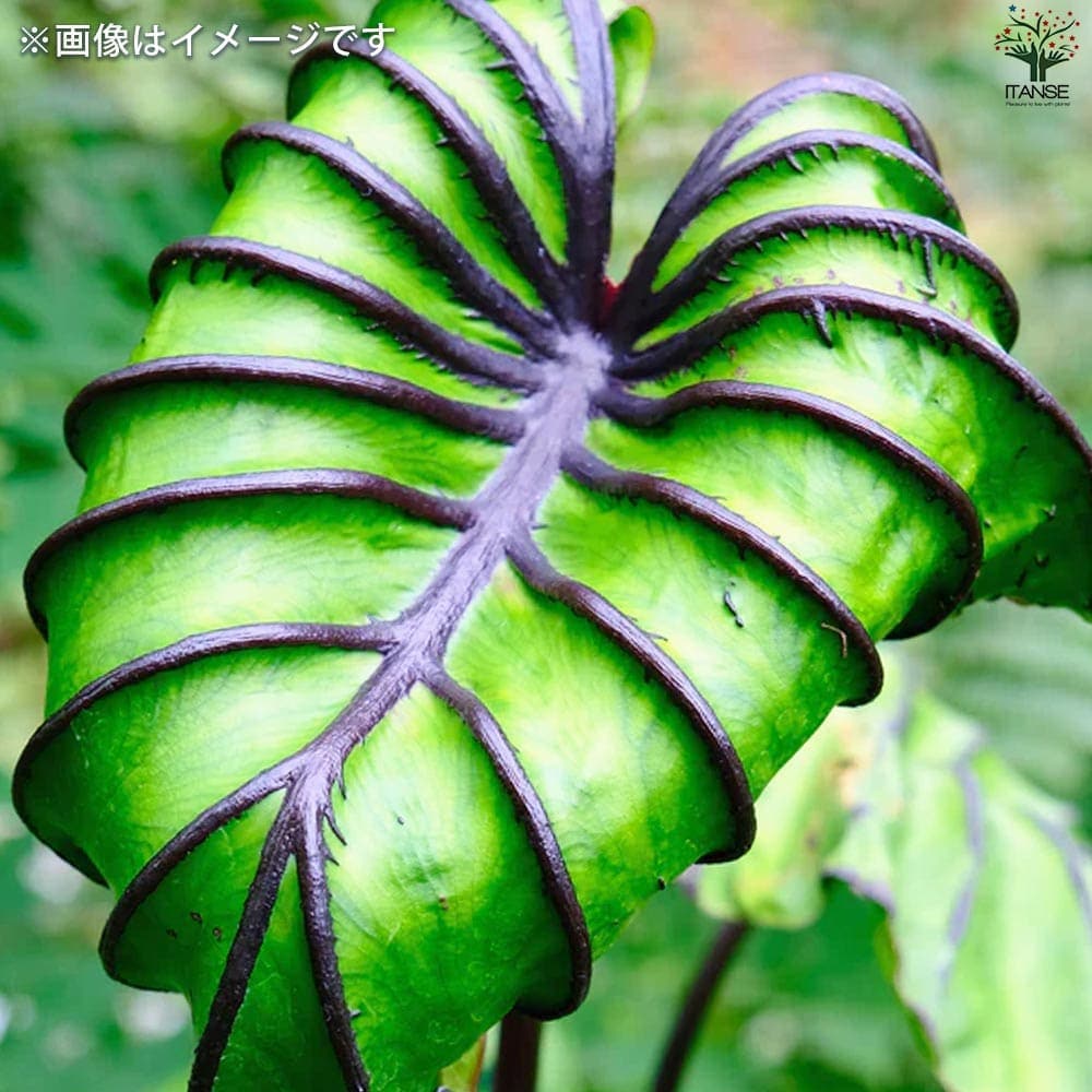 K’z様　アロカシア　セット K'z様 アロカシア セット