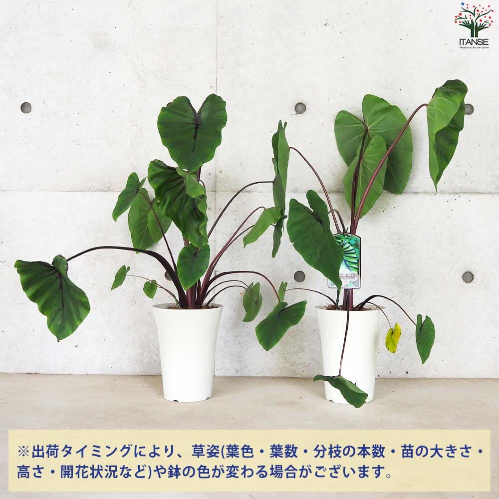 コロカシア ファラオズマスク【観葉植物 6号鉢】｜ 【植物の