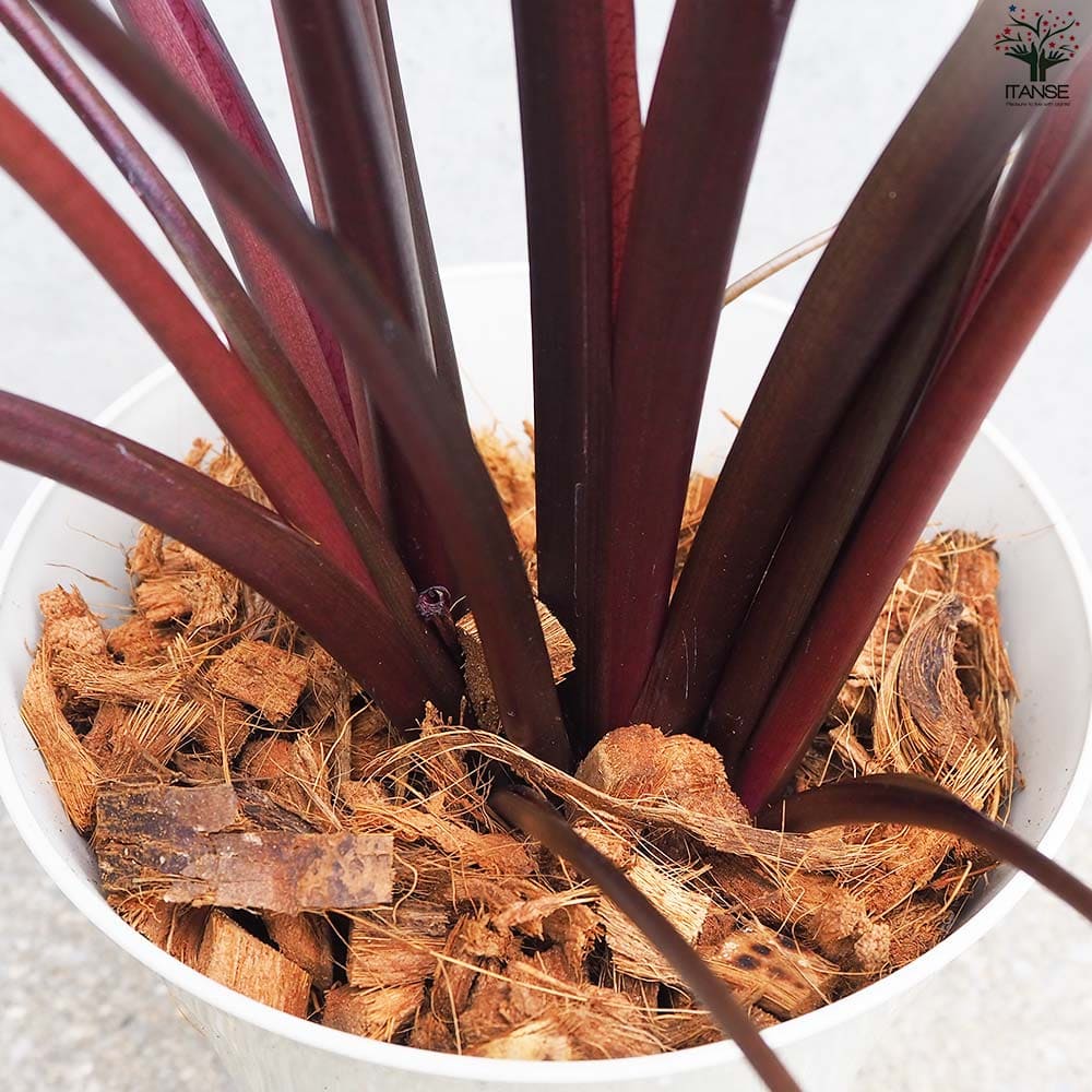 K’z様　アロカシア　セット K'z様 アロカシア セット