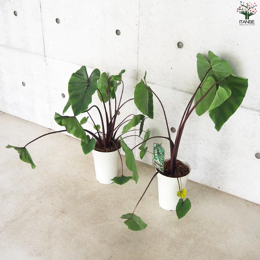 K’z様　アロカシア　セット K'z様 アロカシア セット