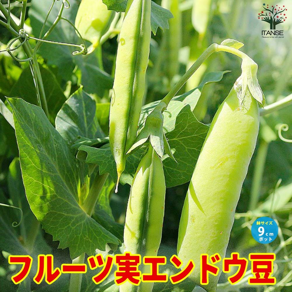 すずなりフルーツ実エンドウ豆3個～【野菜苗 9cmポット】