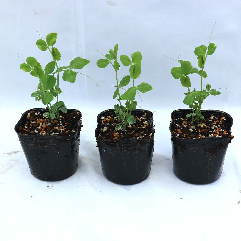 すずなりフルーツ実エンドウ豆3個～【野菜苗 9cmポット】