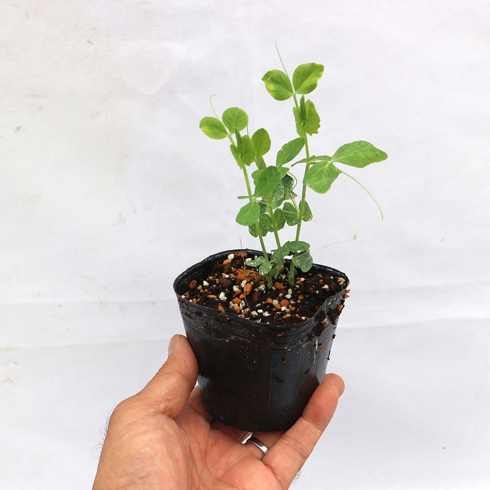 すずなりフルーツ実エンドウ豆3個～【野菜苗 9cmポット】
