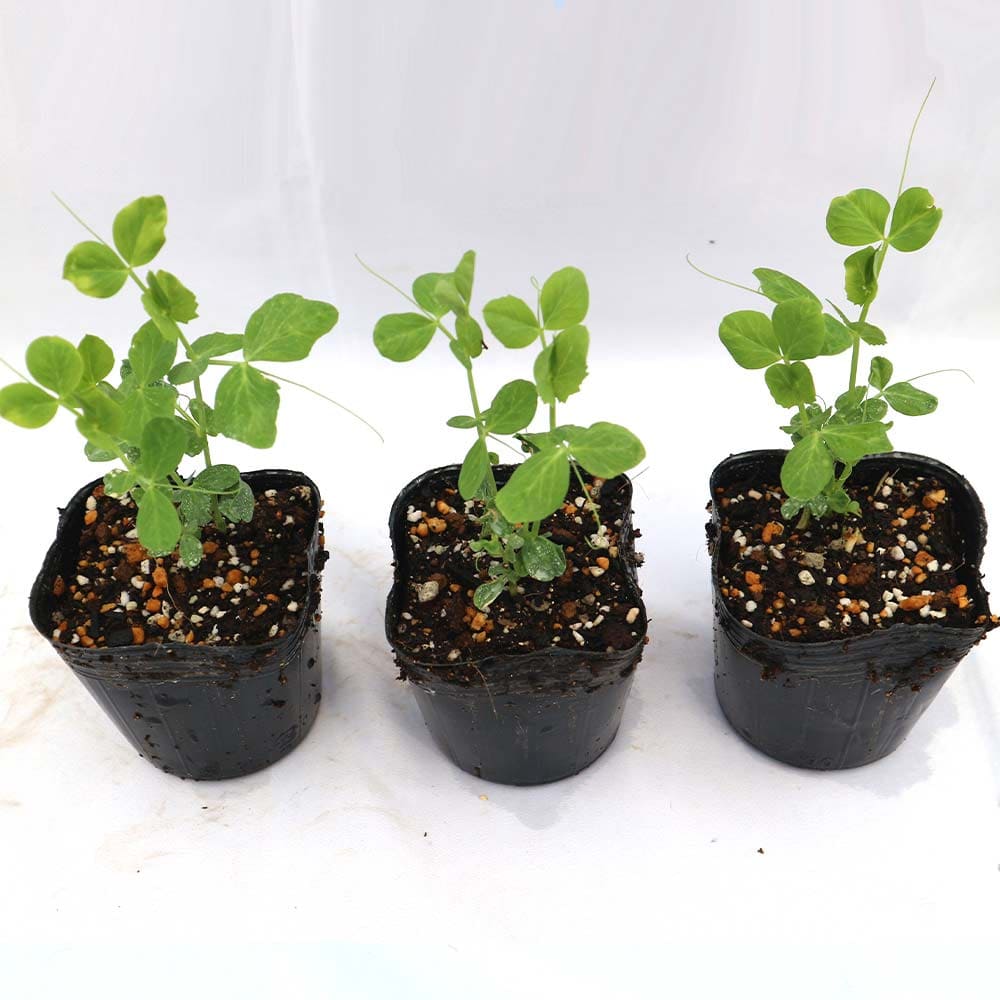 すずなりフルーツ実エンドウ豆3個～【野菜苗 9cmポット】