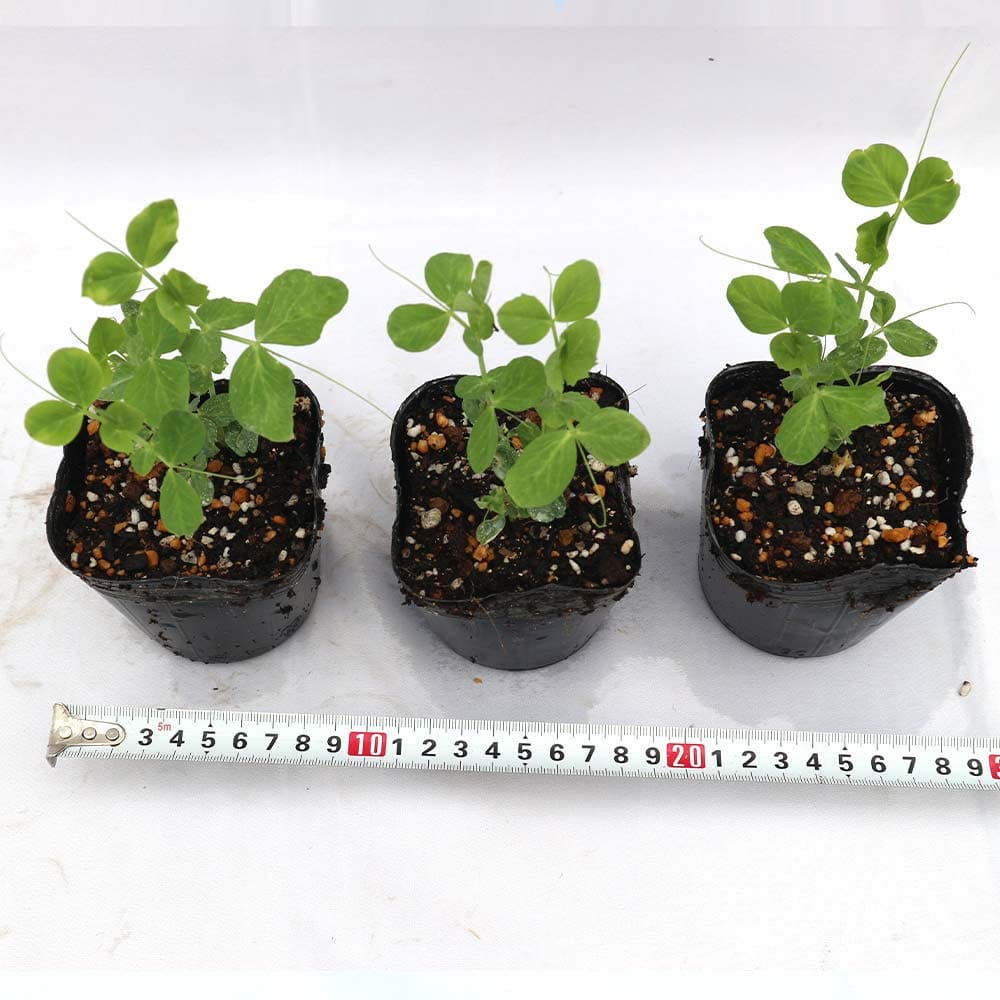 すずなりフルーツ実エンドウ豆3個～【野菜苗 9cmポット】