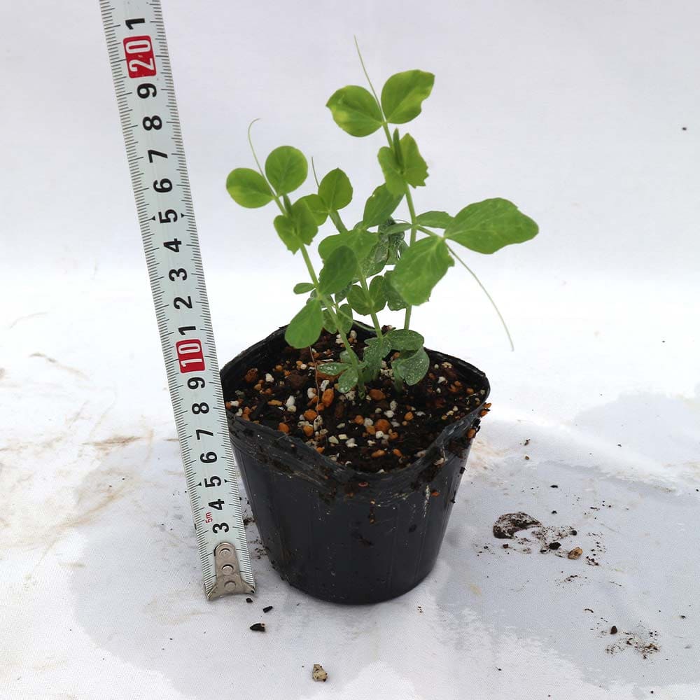 すずなりフルーツ実エンドウ豆3個～【野菜苗 9cmポット】