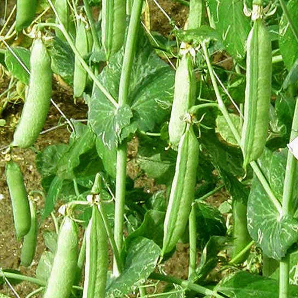 すずなりフルーツ実エンドウ豆3個～【野菜苗 9cmポット】