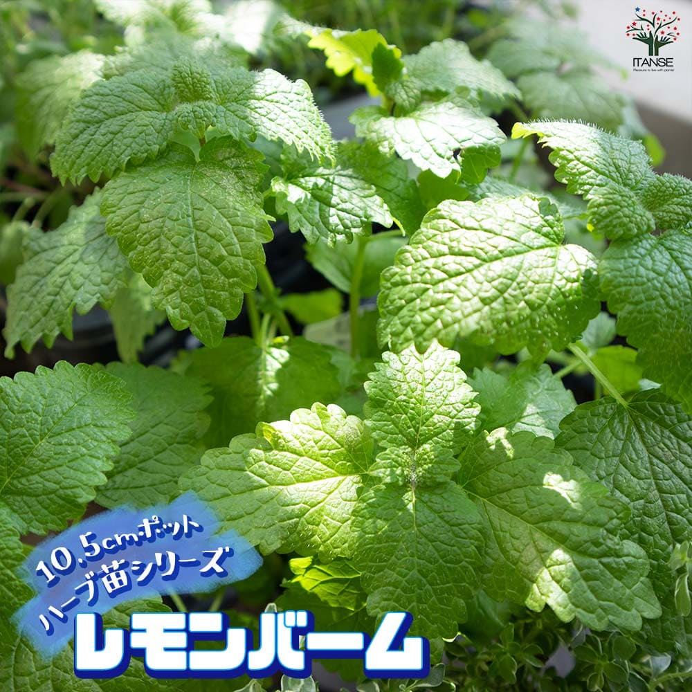 レモンバーム 10.5cm2個~【おうちで簡単!育てやすい10.5cmポットハーブ苗シリーズ!】