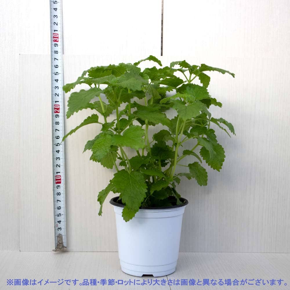レモンバーム 10.5cm2個~【おうちで簡単!育てやすい10.5cmポットハーブ苗シリーズ!】