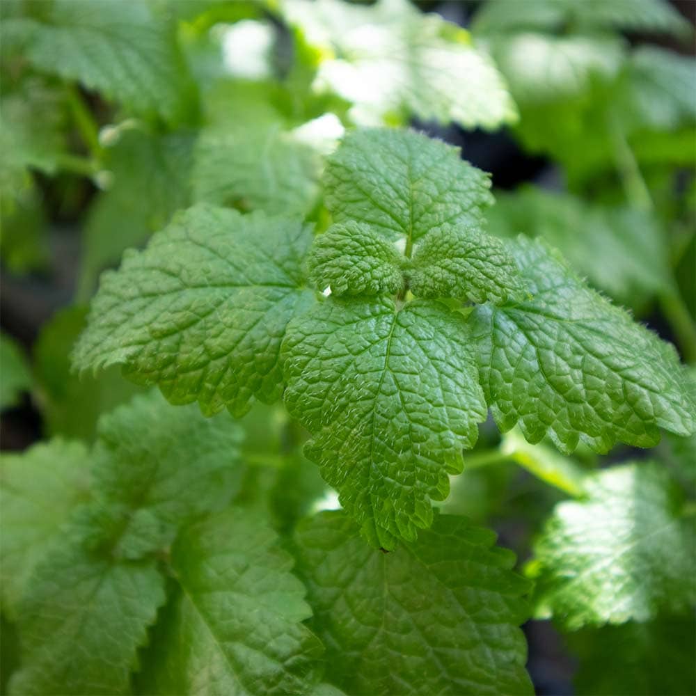 レモンバーム 10.5cm2個~【おうちで簡単!育てやすい10.5cmポットハーブ苗シリーズ!】