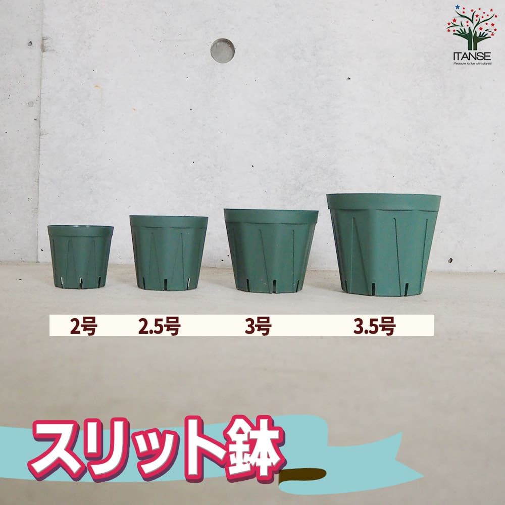 スリット鉢 2号【資材】
