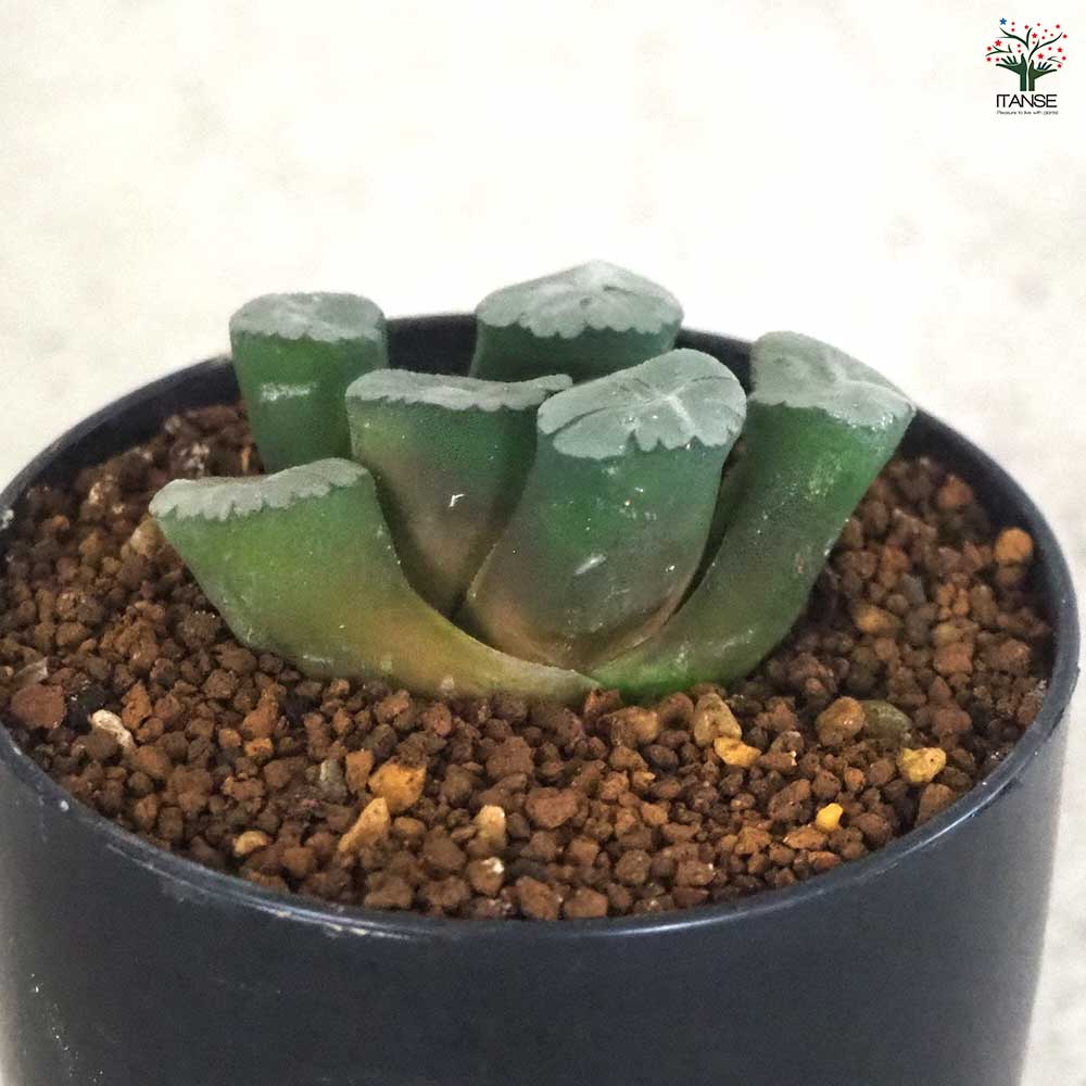 ハオルチア(赤) 万象・Z1 【多肉植物 2.5号ポット／1個売り】｜ 【植物