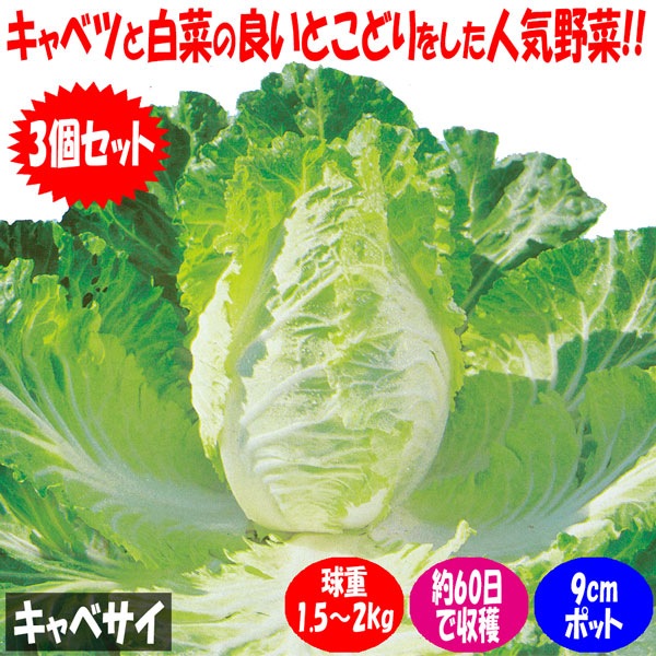 「キャベサイの苗 お買い得3個セット」【野菜苗9cmポット お買い得3個セット】