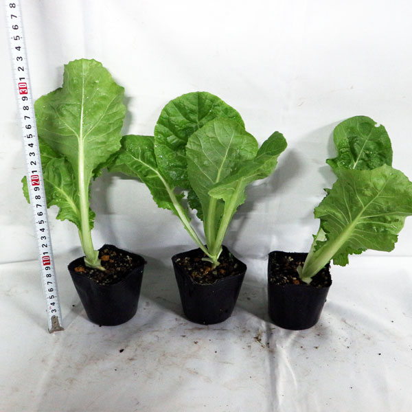 「キャベサイの苗 お買い得3個セット」【野菜苗9cmポット お買い得3個セット】