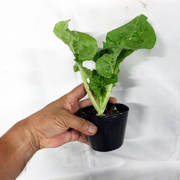 「キャベサイの苗 お買い得3個セット」【野菜苗9cmポット お買い得3個セット】